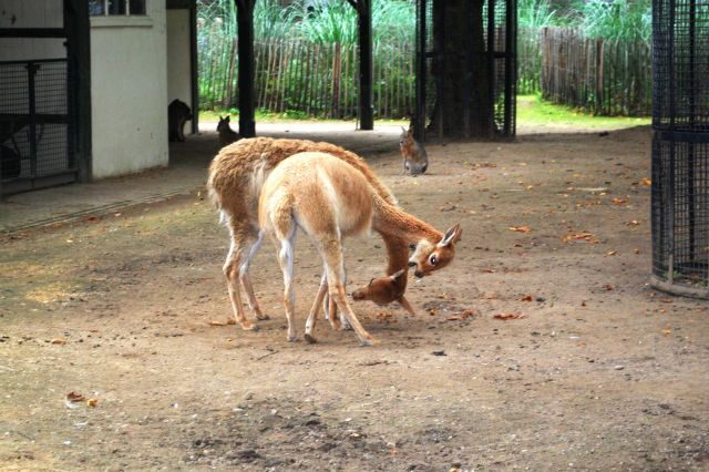 Artis 057.jpg